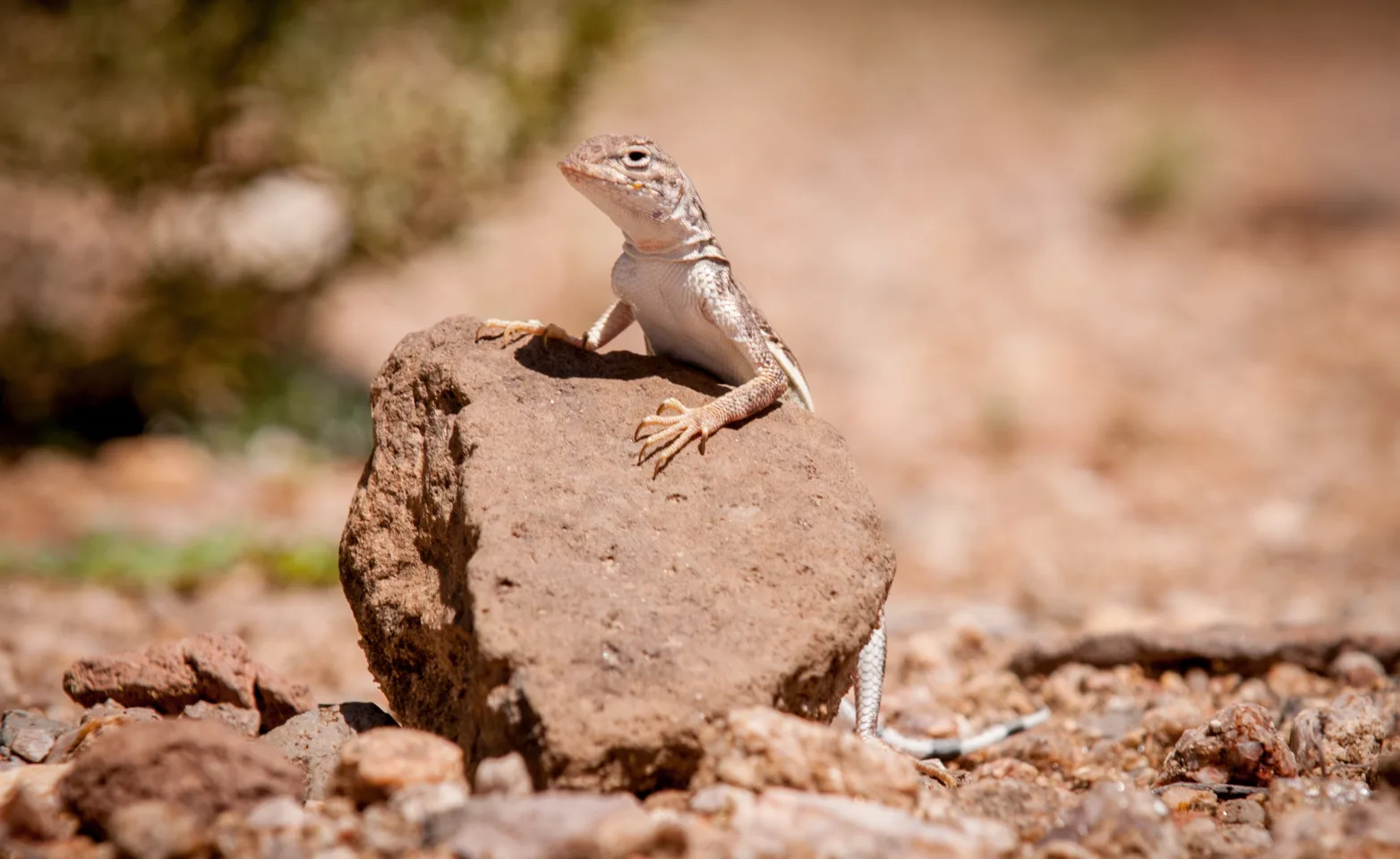 Desert Lizard Peering Over a Small Rock 